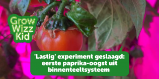 ‘Lastig’experiment geslaagd: paprika kweken in binnenteeltsysteem
