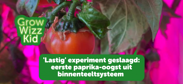 ‘Lastig’experiment geslaagd: paprika kweken in binnenteeltsysteem