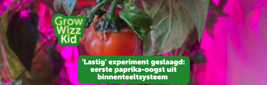 ‘Lastig’experiment geslaagd: paprika kweken in binnenteeltsysteem