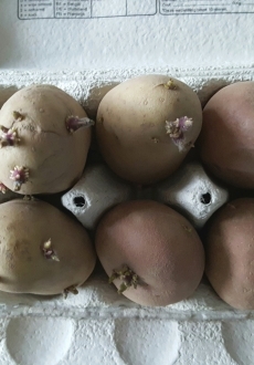 Maatwerk Moestuinieren-pakket