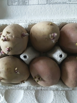 Maatwerk Moestuinieren-pakket